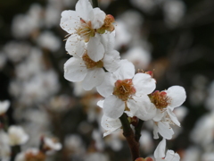 神木鈴梅の花