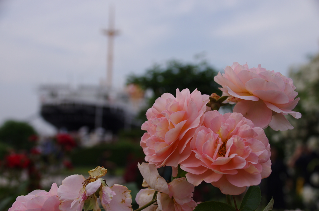 山下公園のバラ