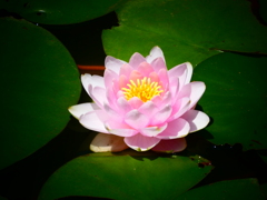 薄ピンクの睡蓮