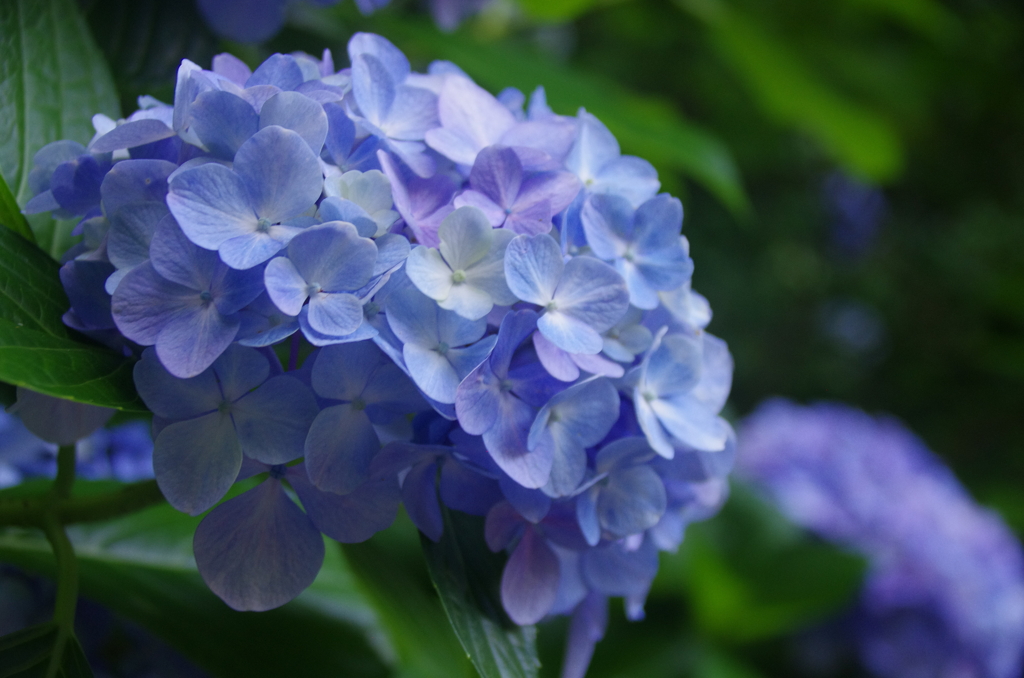 令和７年報国寺の紫陽花(１)