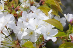 江戸城天守跡の大島桜(1)