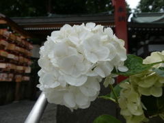 民部稲荷神社の白紫陽花
