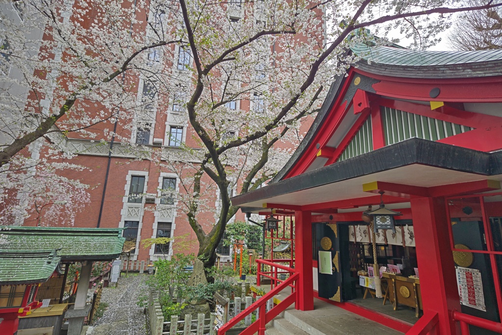 三田春日神社と桜