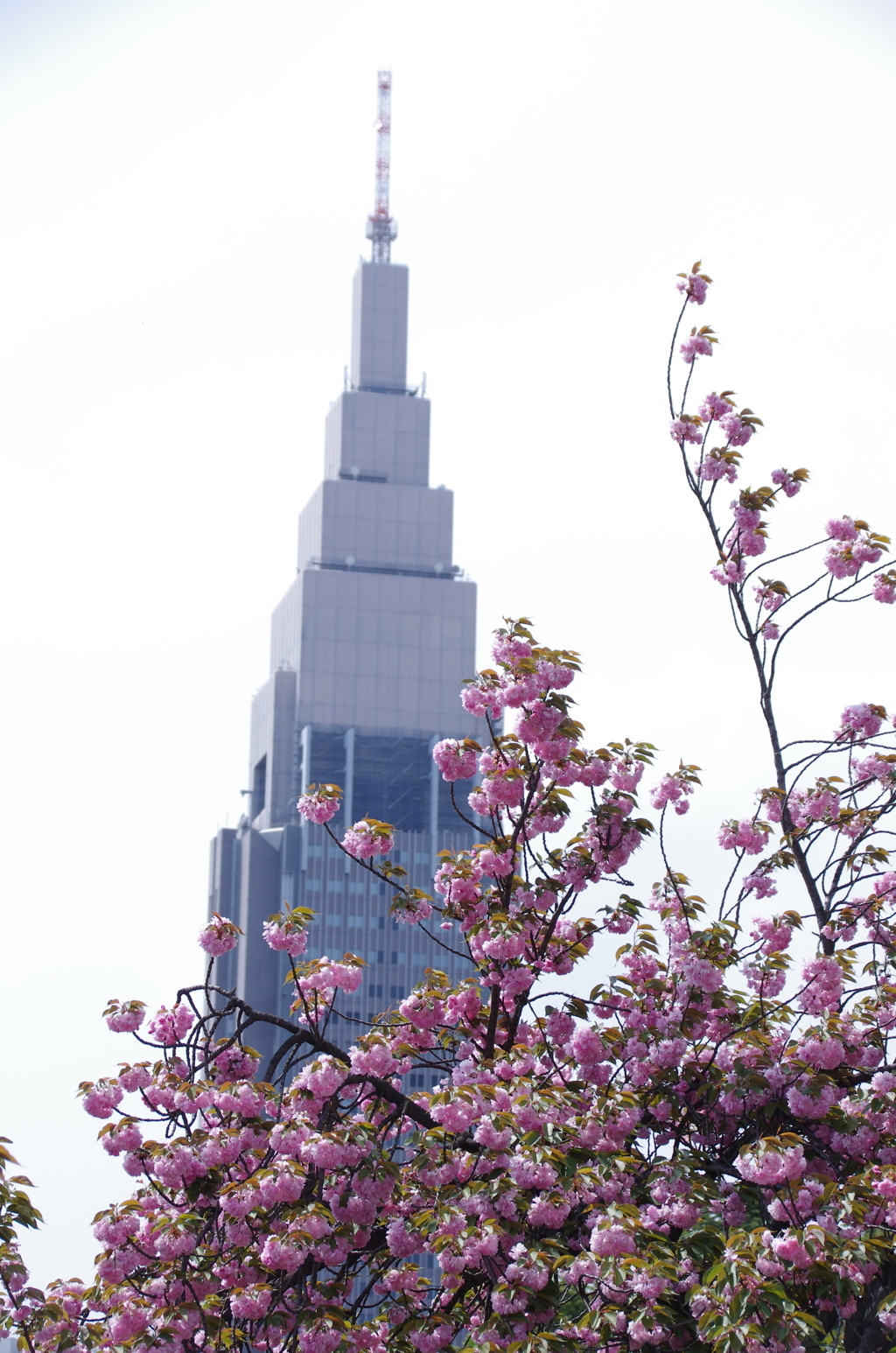 ドコモタワーと八重桜