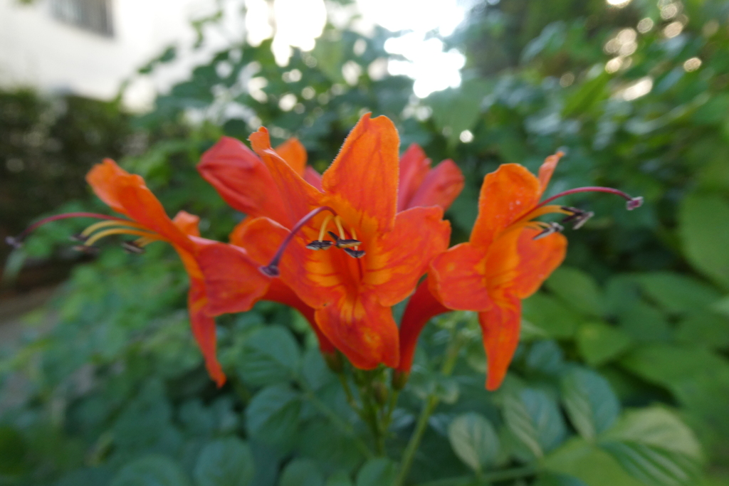 ヒメノウゼンカズラ