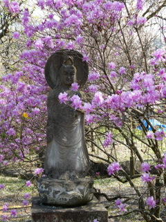 ツツジと観世音菩薩