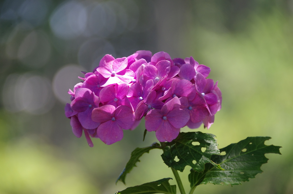 赤紫紫陽花 玉ボケ添え