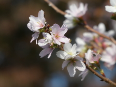 四季桜(2)