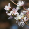 四季桜(2)