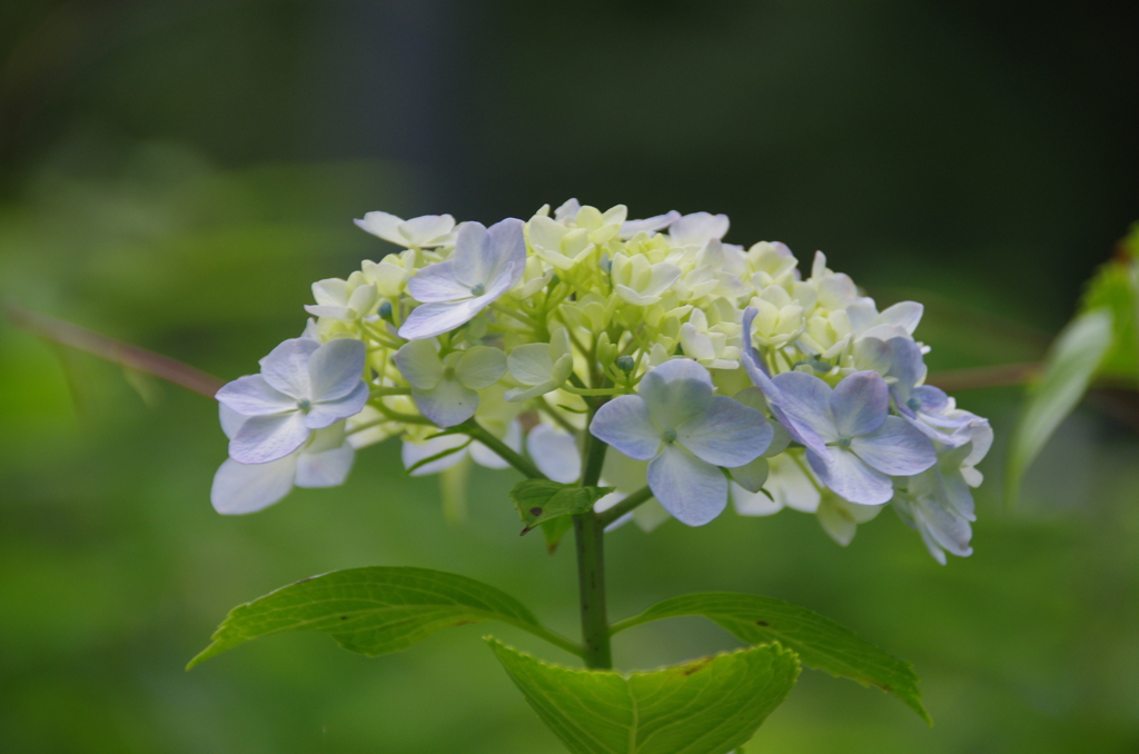 若い紫陽花の花