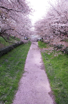 桜色の川
