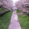 桜色の川