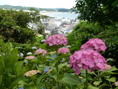 由比ガ浜と紫陽花