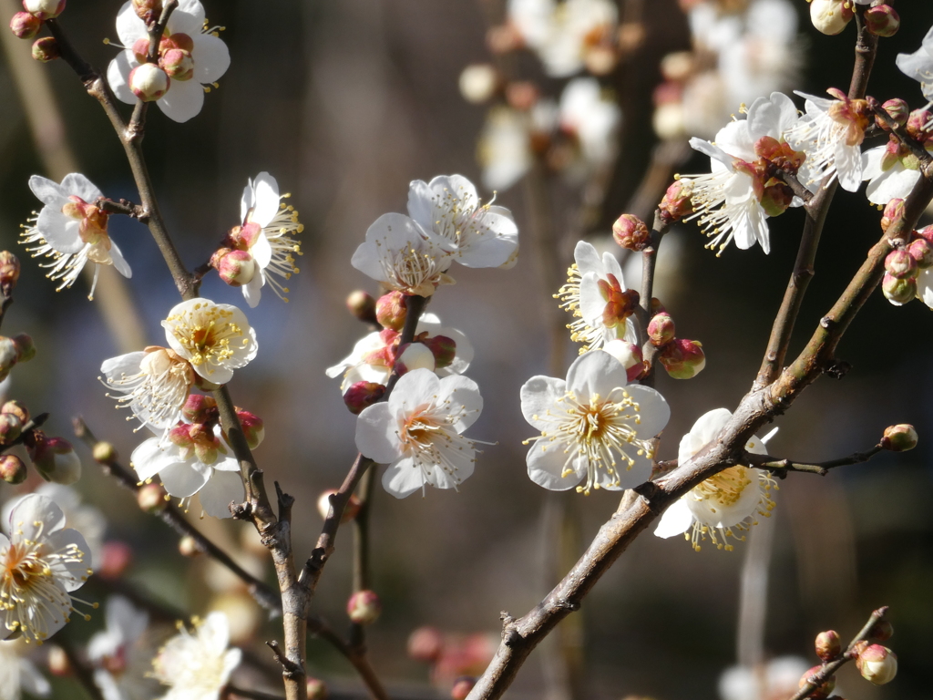 美しい深大寺の白梅