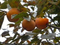 鳥さん、今年の柿のお味はいかが？