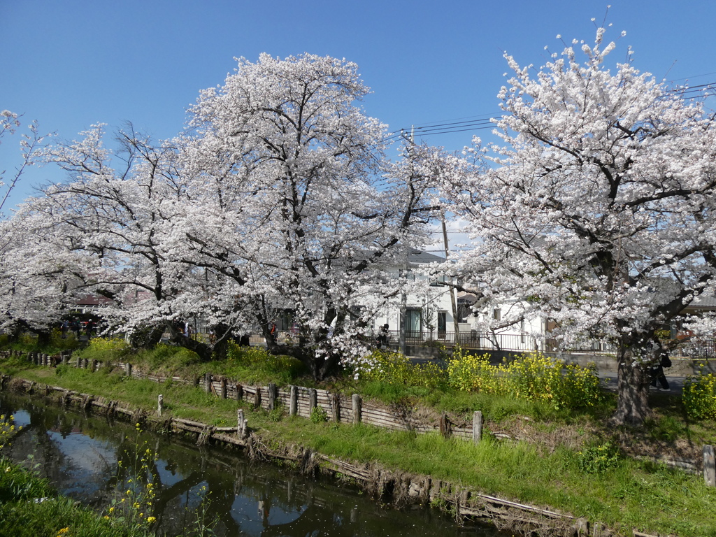 新河岸川の桜(9)