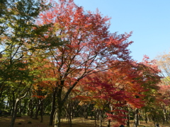 京都のような紅葉