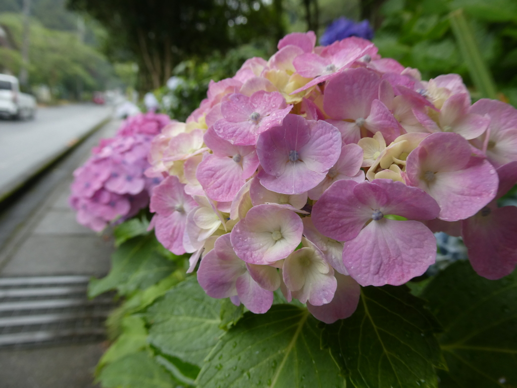 太平山の紫陽花(1)