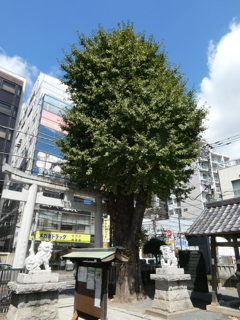柏神社の銀杏