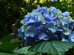 令和７年円覚寺の紫陽花(２)