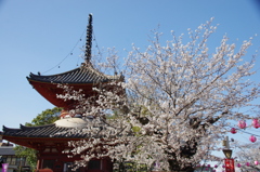 喜多院多宝塔と染井吉野