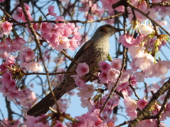 ヒヨドリと安行寒桜