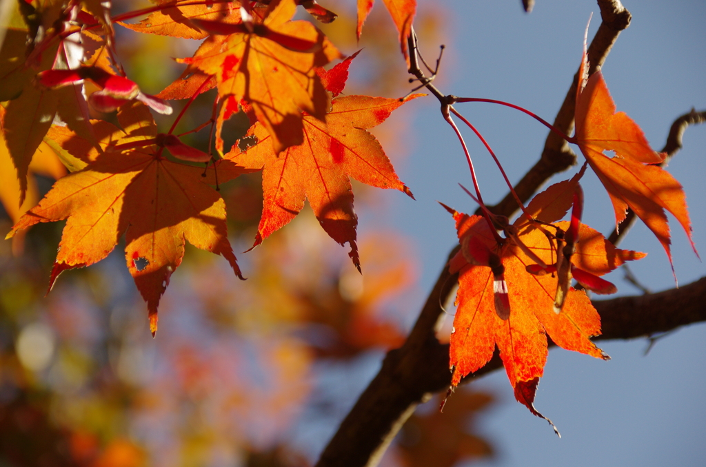 ようやく紅葉・・・