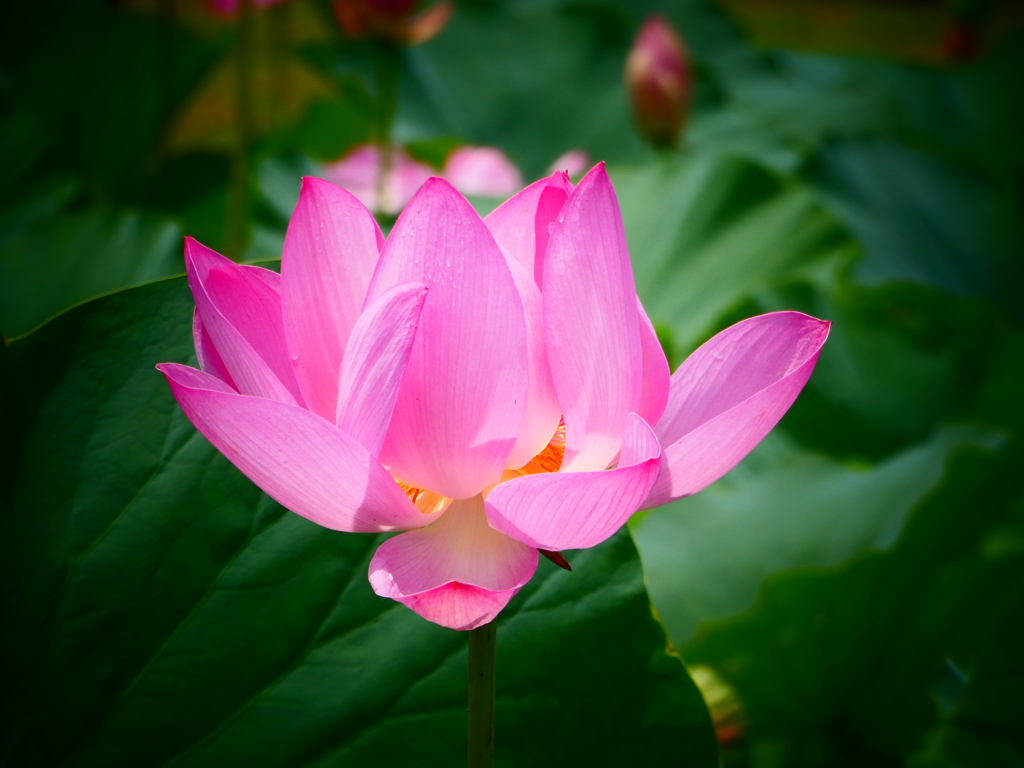 行田古代蓮(6)