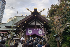 春の東京大神宮