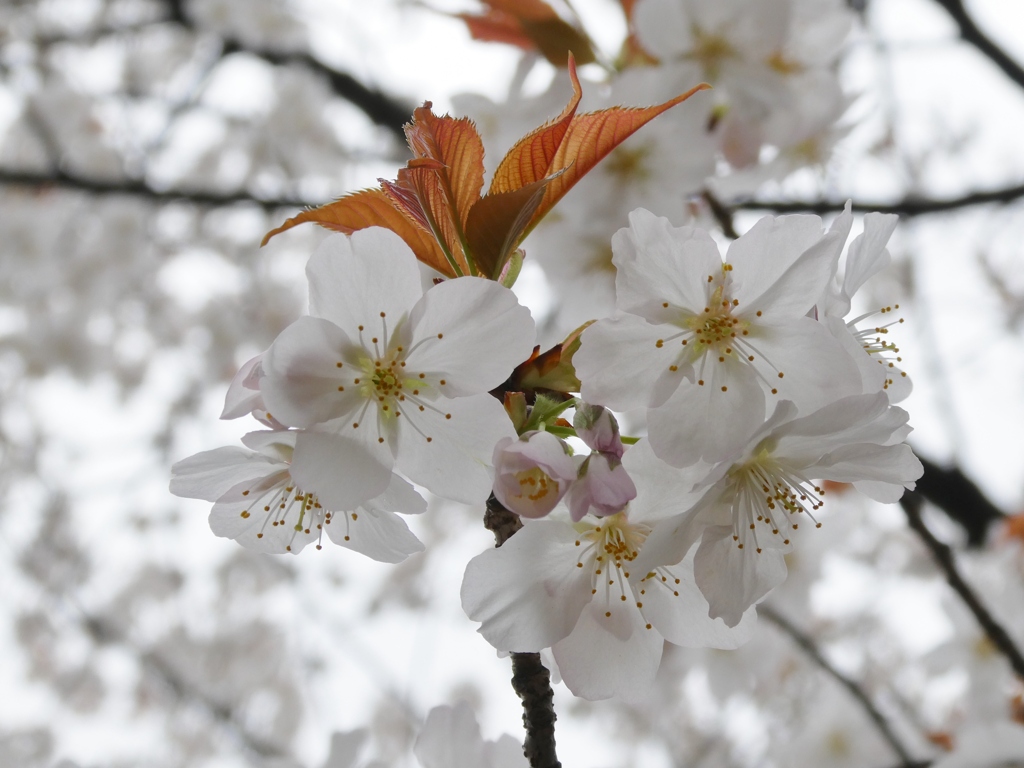 山桜(2)