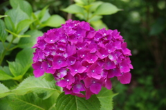 濃いピンクの紫陽花