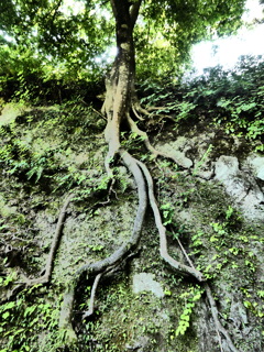岩に根を張る