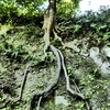 岩に根を張る