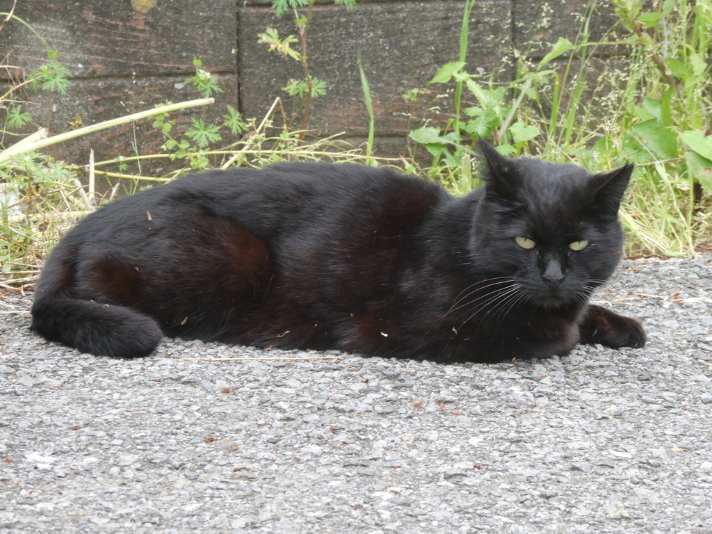 高滝駅の黒猫