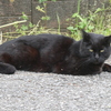 高滝駅の黒猫