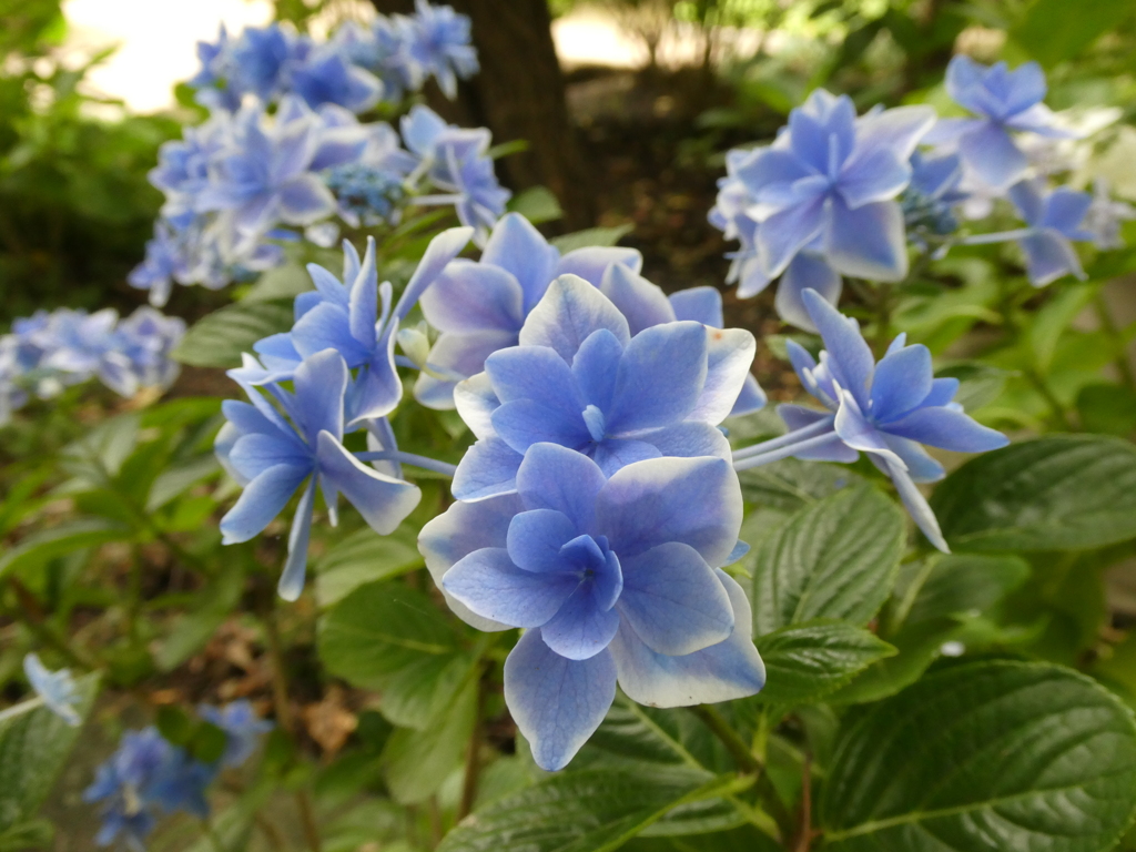 白淵の青紫陽花