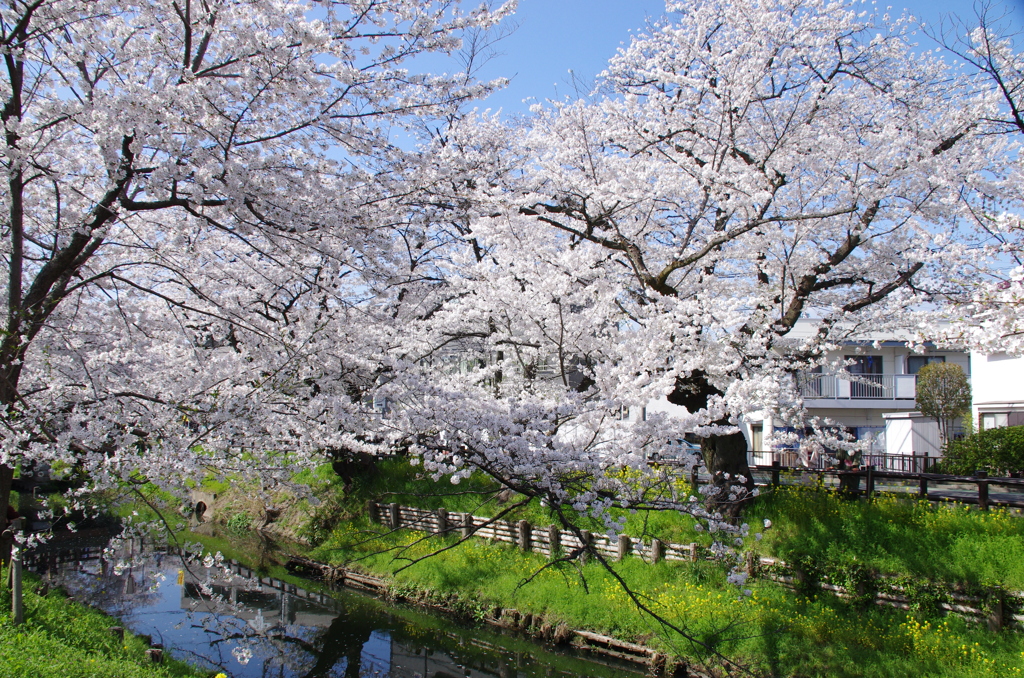 新河岸川の桜(4)