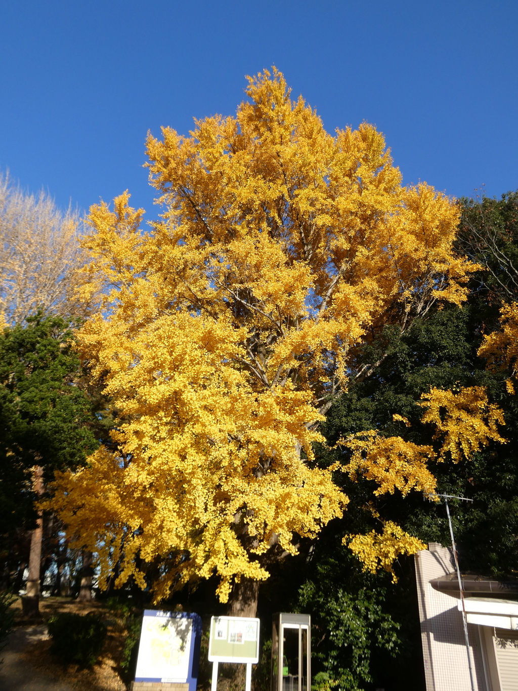 大宮公園の大銀杏