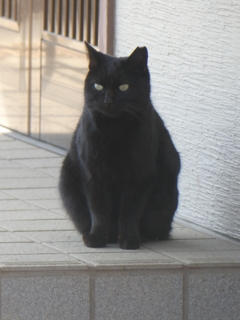 大宮住吉神社の黒猫