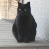 大宮住吉神社の黒猫