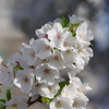 見た目大島桜かな