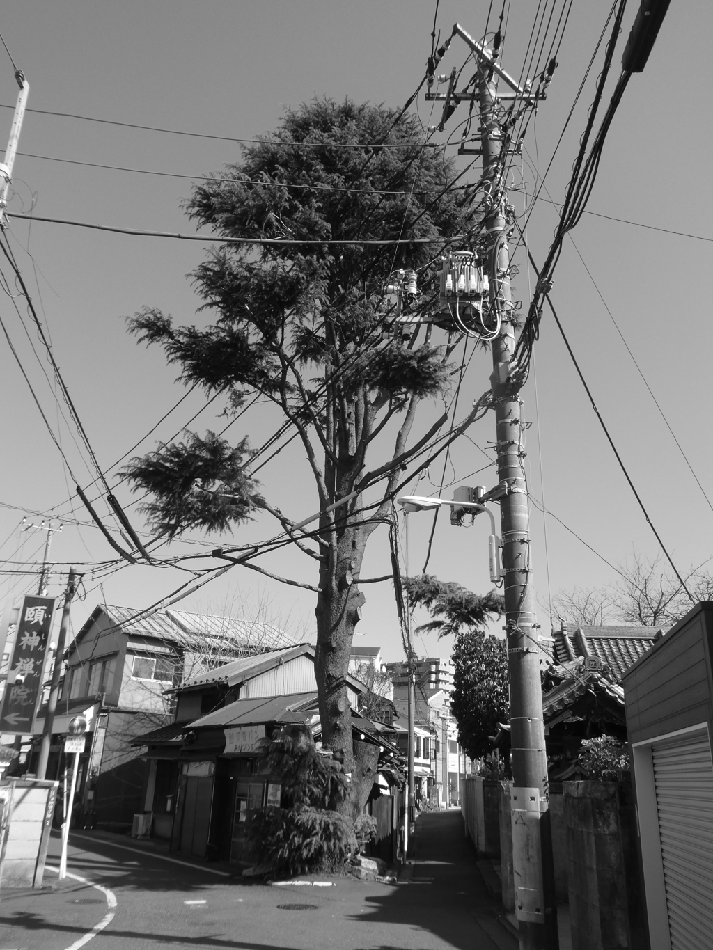 谷中のヒマラヤ杉(モノクロ)