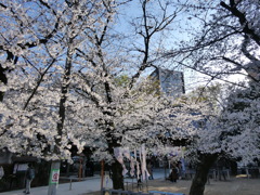 桜の園