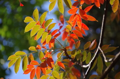 ハゼノキの紅葉(1)