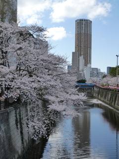 目黒川の染井吉野(５)