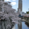 目黒川の染井吉野(５)