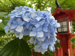 令和７年川越八幡宮の紫陽花(２)