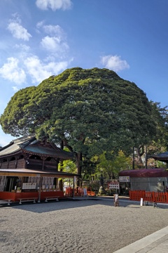 御神木「スダジイの木」