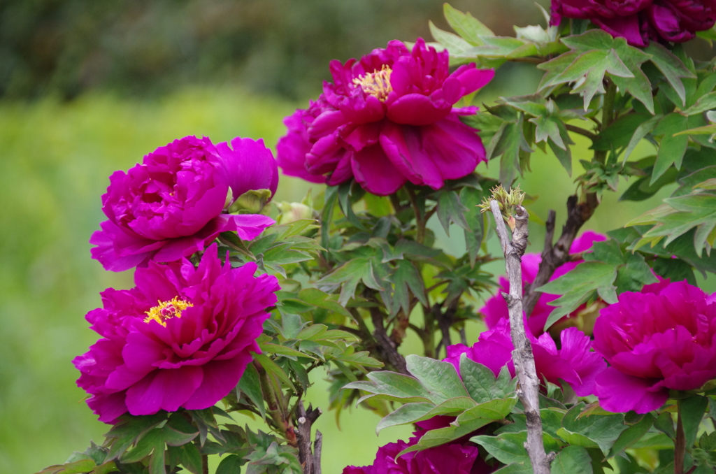 箭弓稲荷神社の牡丹(紫)