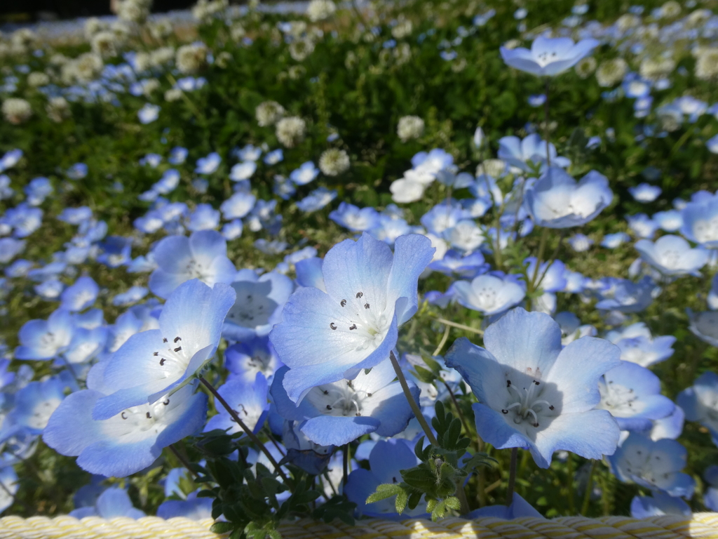 三ッ池公園のネモフィラ